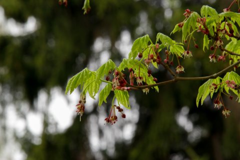  Acer sieboldianum