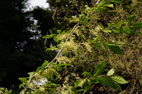 Orixa japonica