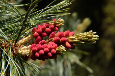 Pinus pumila - Siberische dwergden - mannelijke kegeltjes