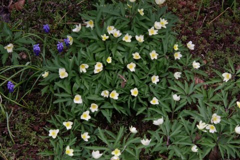 Anemone nemorosa - Bosanemoon