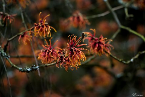 Hamamelis 'Jelena'