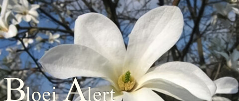 BloeiAlert banner vroege bloeiers april 2026