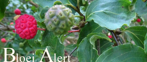 BloeiAlert boomvruchten september 2026